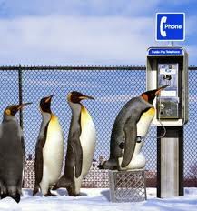 Penguins on phone 